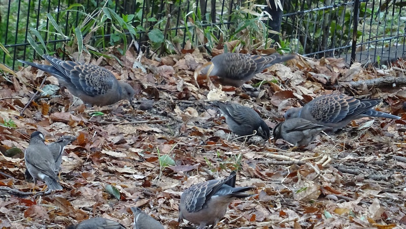 キジバトとムクドリ 川崎市幸区さいわいふるさと公園
