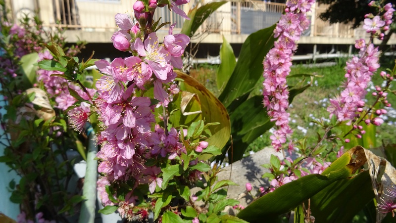 ニワウメの花 横浜市旭区今宿南町