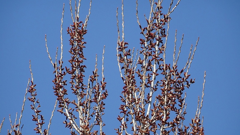 ポプラの雄花 横浜市旭区今宿南町