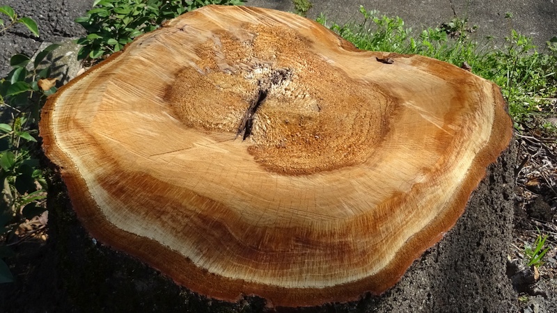 ソメイヨシノの切株 横浜市旭区今宿南町