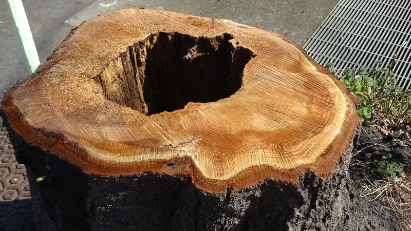 ソメイヨシノの切株 横浜市旭区今宿南町