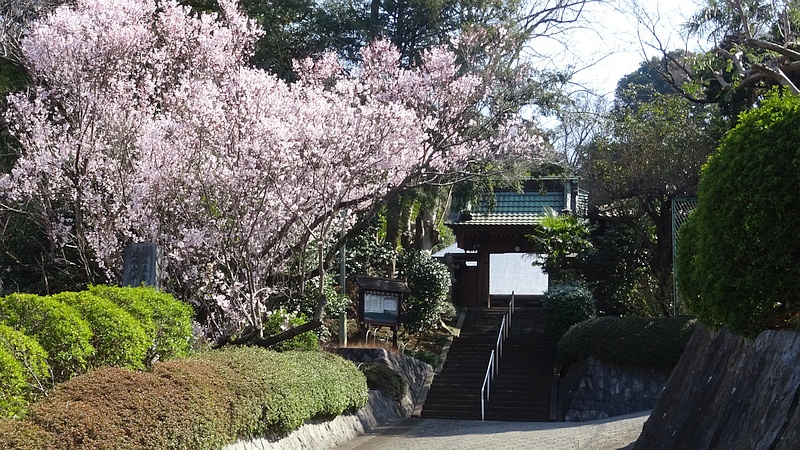 ジュウガツザクラの花 横浜市旭区今宿南町清来寺