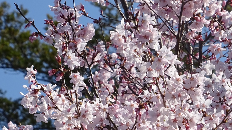 ジュウガツザクラの花 横浜市旭区今宿南町清来寺