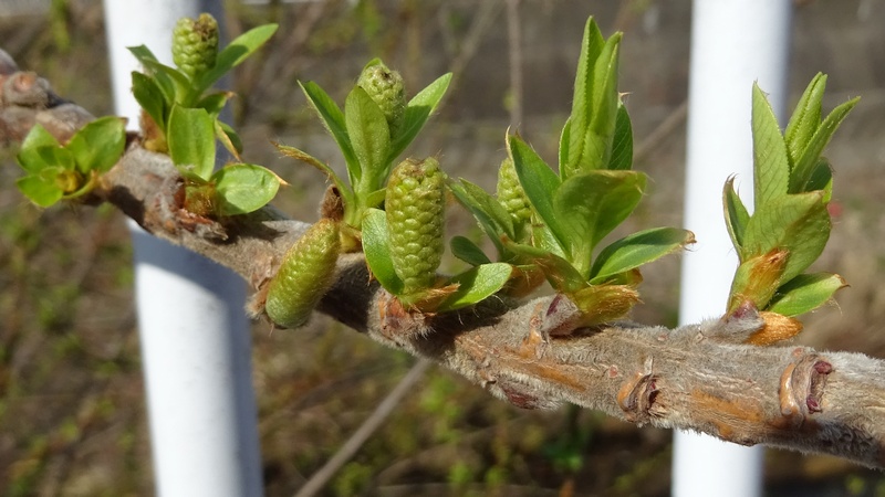 マルバヤナギの花 横浜市旭区今宿南町
