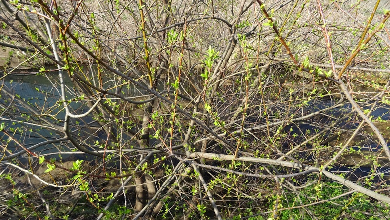 マルバヤナギの花 横浜市旭区今宿南町