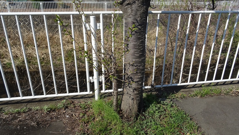 カンザンのひこばえ 横浜市旭区今宿南町
