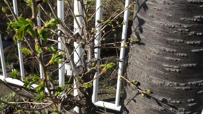 カンザンのひこばえ 横浜市旭区今宿南町