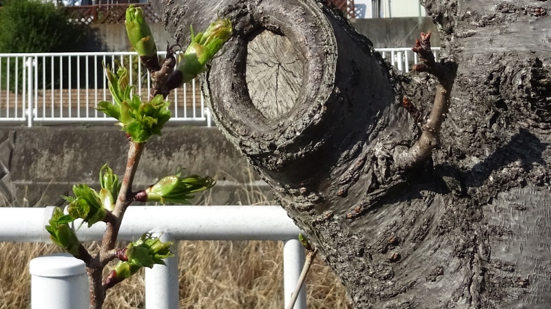 カンザンのひこばえ 横浜市旭区今宿南町