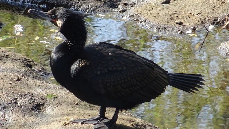 カワウ 横浜市旭区今宿南町
