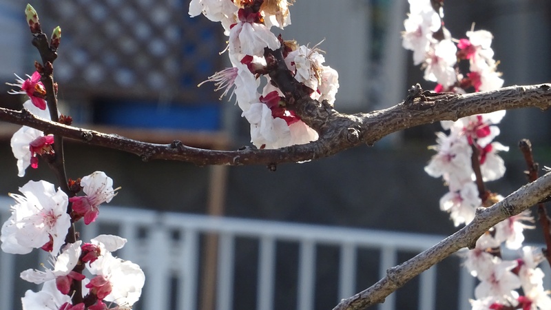 アンズの花 横浜市旭区今宿西町