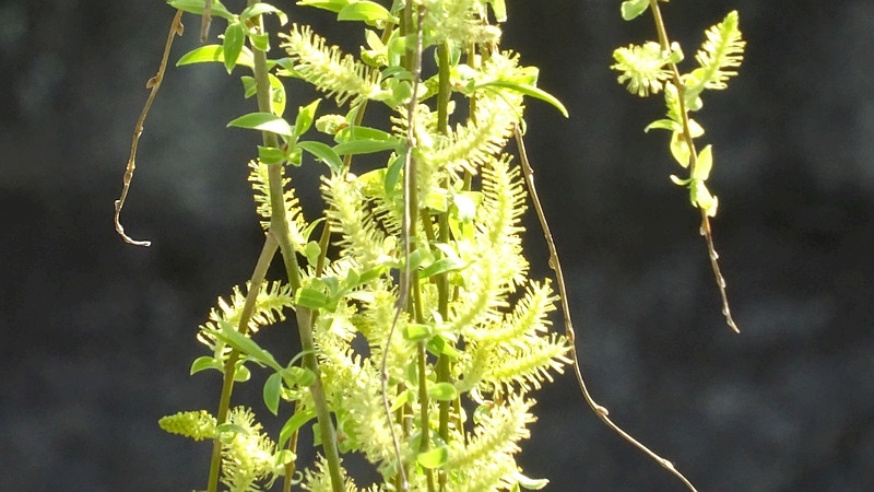 シダレヤナギの雄花 横浜市旭区今宿西町