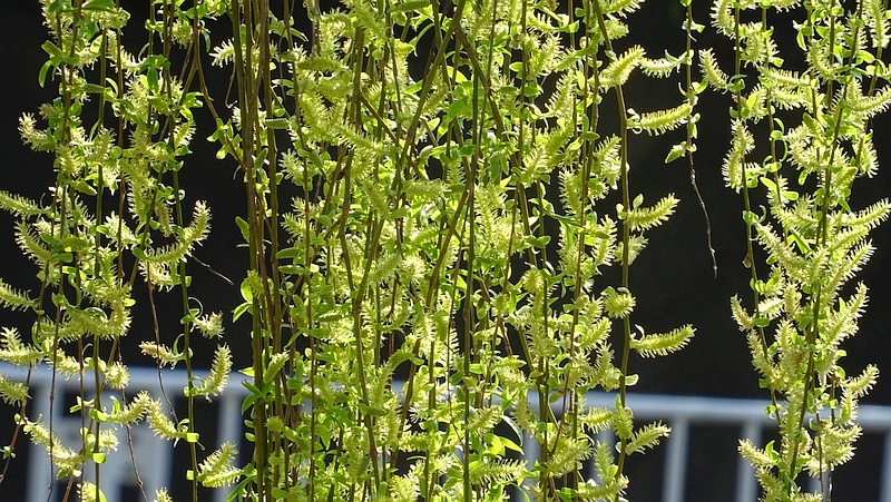 シダレヤナギの雄花 横浜市旭区今宿西町