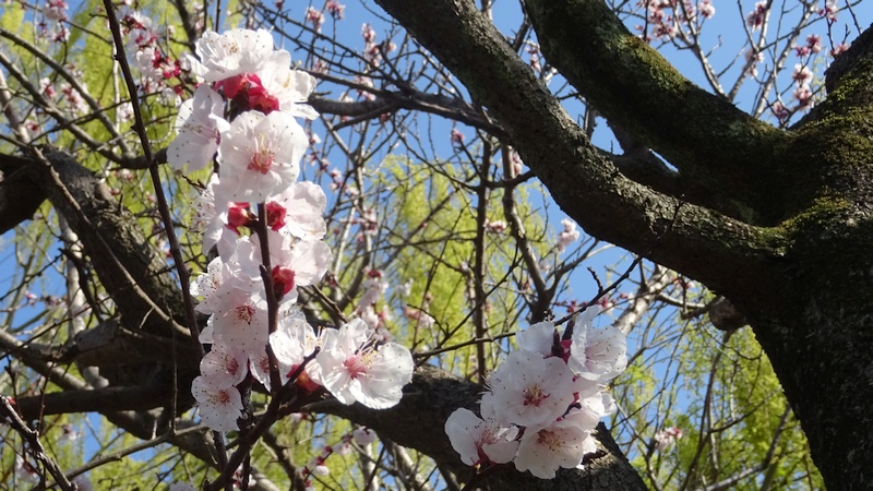 アンズの花 横浜市旭区今宿西町