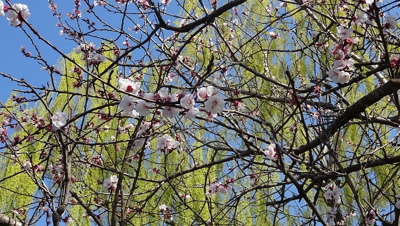 アンズの花 横浜市旭区今宿西町