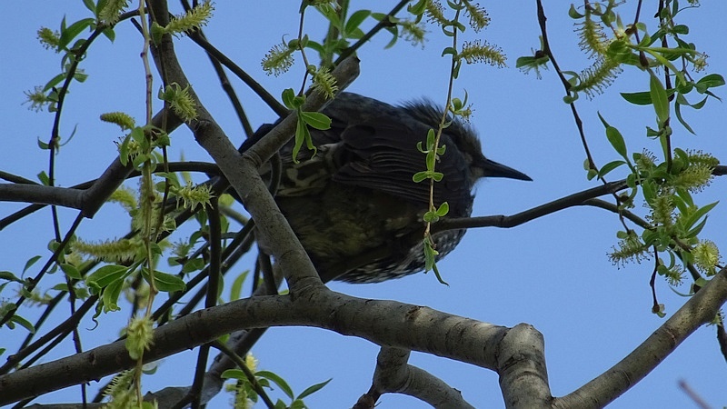 シダレヤナギのヒヨドリ 横浜市旭区今宿西町