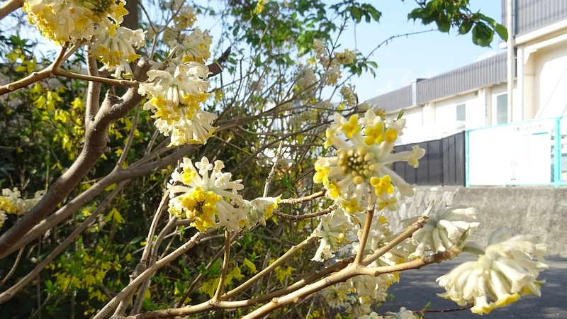 ミツマタの花 横浜市旭区都岡町