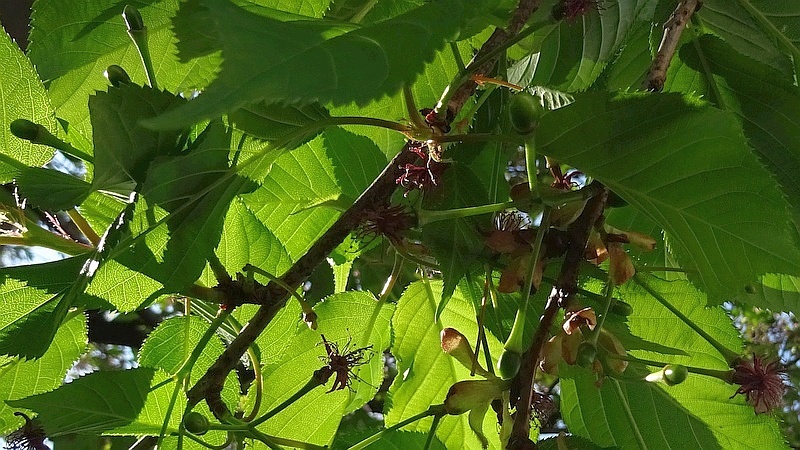カンヒザクラの若い果実 横浜市旭区都岡町