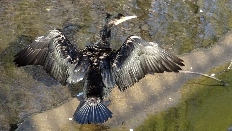 カワウ 横浜市旭区今宿南町