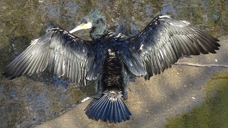 カワウ 横浜市旭区今宿南町