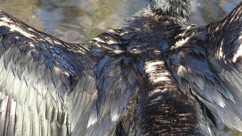 カワウ 横浜市旭区今宿南町