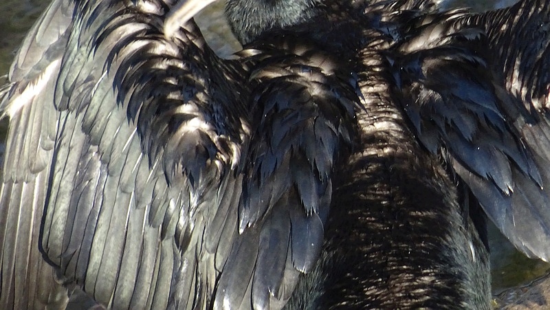 カワウ 横浜市旭区今宿南町