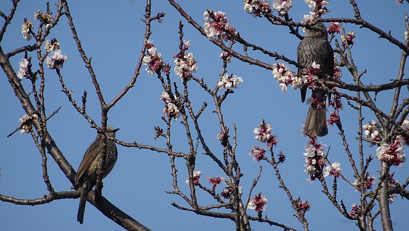 アンズのヒヨドリ 横浜市旭区今宿西町