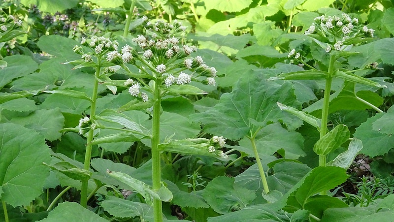 フキの花 横浜市旭区今宿南町