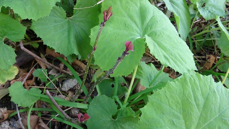 シュウカイドウの若葉 横浜市旭区今宿南町