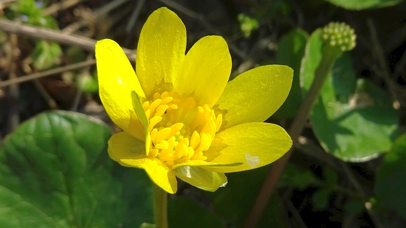 ヒメリュウキンカの花 横浜市旭区今宿南町