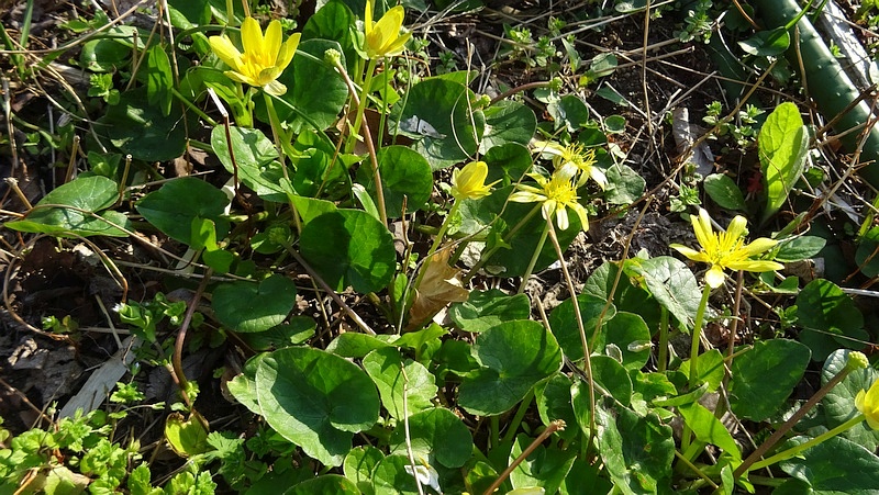 ヒメリュウキンカの花 横浜市旭区今宿南町