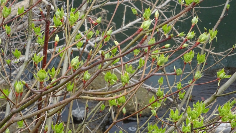 ミズキの芽吹き 横浜市旭区今宿南町