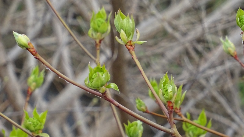 ミズキの芽吹き 横浜市旭区今宿南町