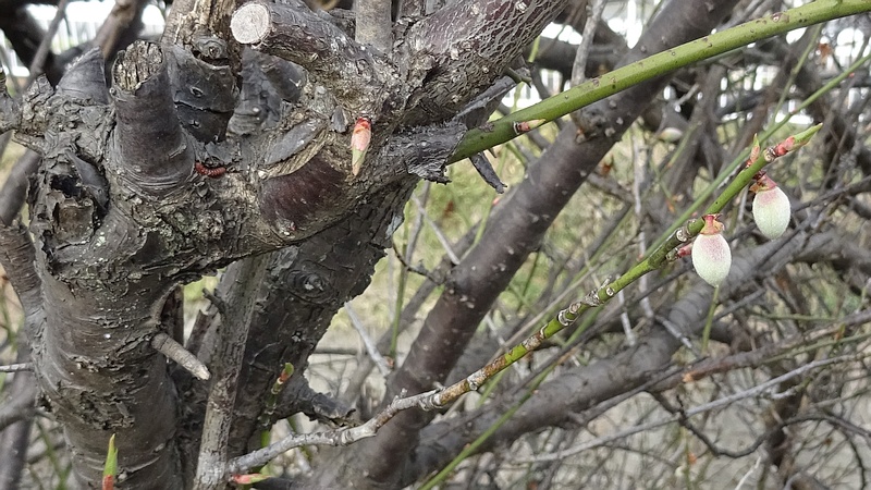 ウメの若い果実 横浜市旭区今宿南町