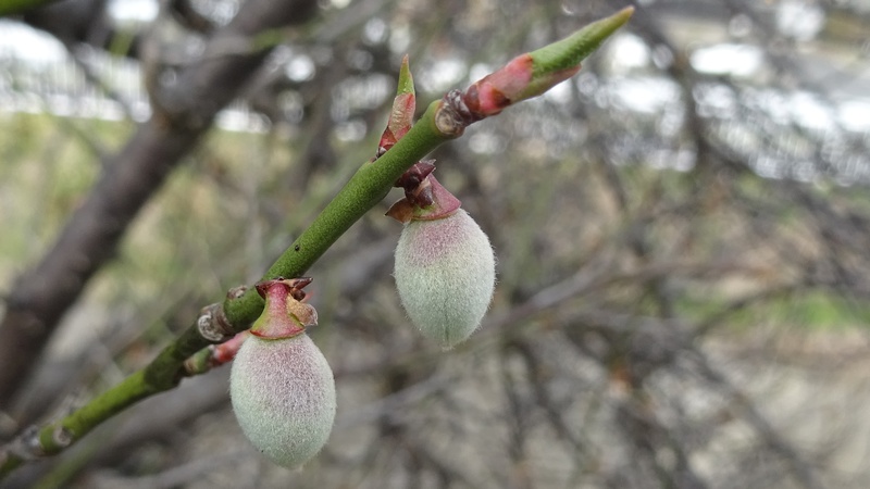 ウメの若い果実 横浜市旭区今宿南町
