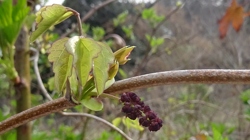 アケビの雄花 横浜市旭区今宿南町