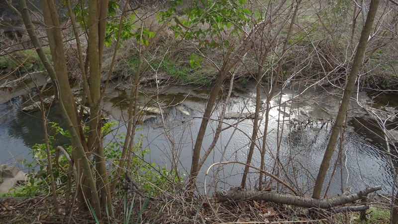 コガモ♂ 横浜市旭区今宿東町