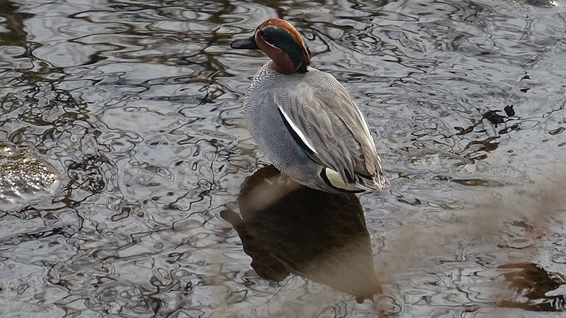 コガモ♂ 横浜市旭区今宿東町