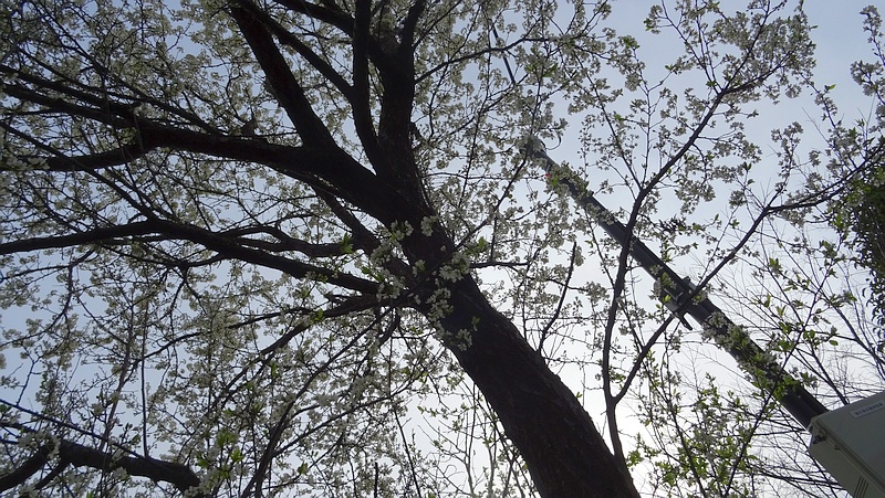 オオシマザクラの花 横浜市旭区今宿東町