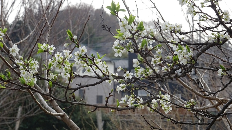 オオシマザクラの花 横浜市旭区今宿東町