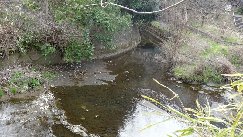 コガモのつがい 横浜市旭区今宿東町