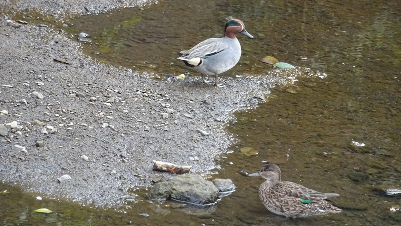 コガモのつがい 横浜市旭区今宿東町