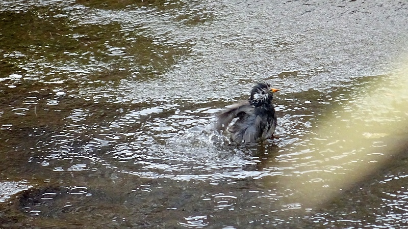 ムクドリの水浴び 横浜市旭区今宿東町