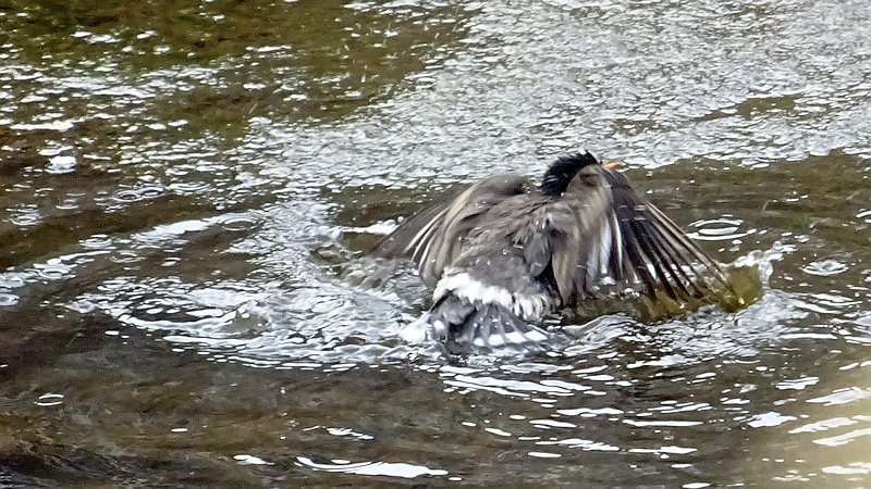 ムクドリの水浴び 横浜市旭区今宿東町