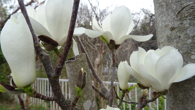 ハクモクレンの花 横浜市旭区今宿東町