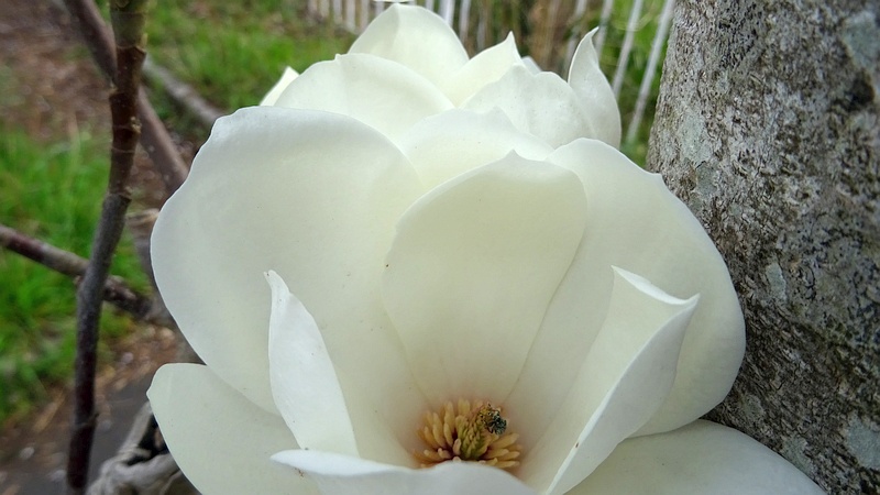 ハクモクレンの花 横浜市旭区今宿東町