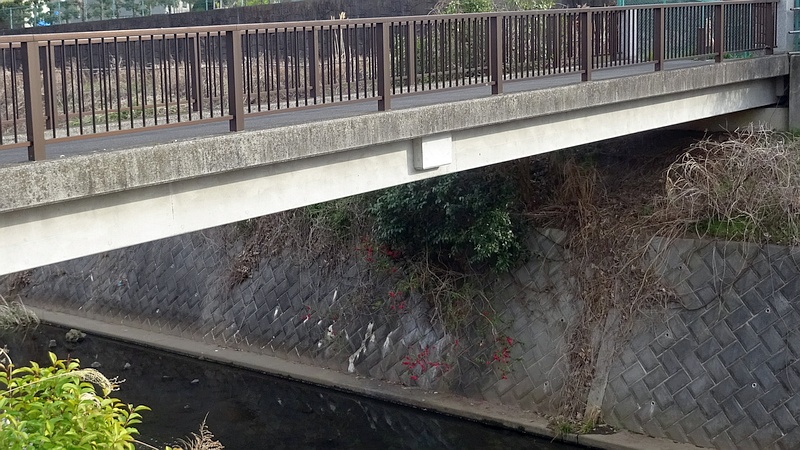 ハナモモの花 横浜市旭区今宿東町