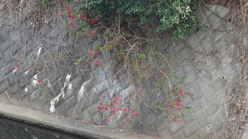 ハナモモの花 横浜市旭区今宿東町