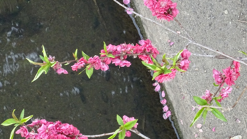 しだれハナモモの花 横浜市旭区今宿東町