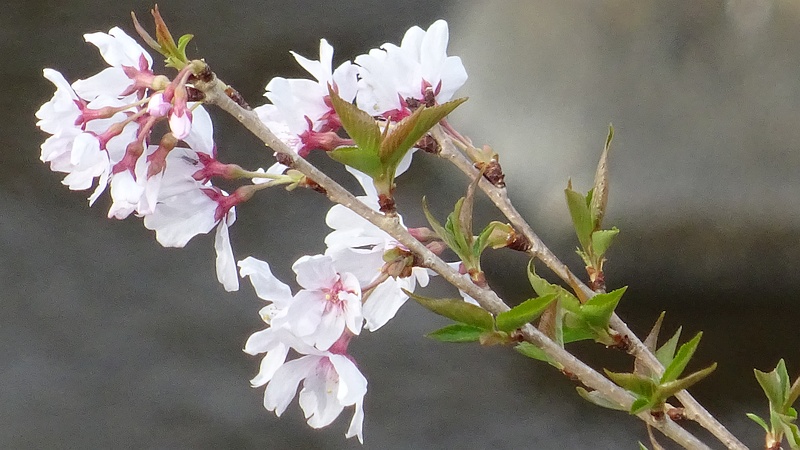 コヒガンザクラの花 横浜市旭区今川町