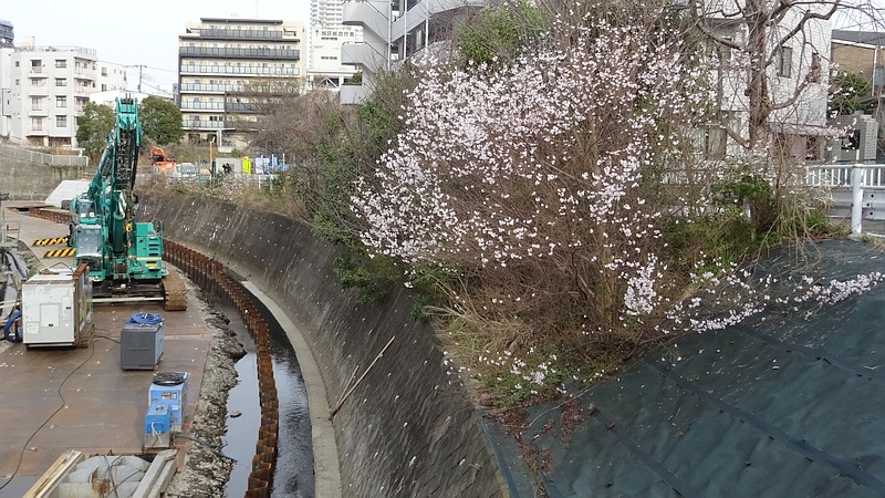 コヒガンザクラの花と除草シート 横浜市旭区今川町